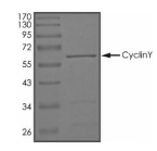 Cyclin Y/CCNY Protein, Human, Recombinant (GST)