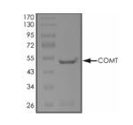 COMT Protein, Human, Recombinant (GST)