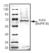 BMPRIB Protein, Human, Recombinant (GST)