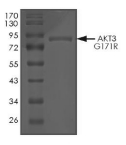 AKT3 Protein, Human, Recombinant (G171R, GST)