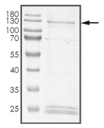 CDK12/CRKRS Protein, Human, Recombinant (GST)