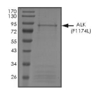 ALK Protein, Human, Recombinant (F1174L, GST)