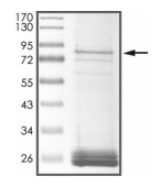 Carboxylesterase 2/CES2 Protein, Human, Recombinant (GST)