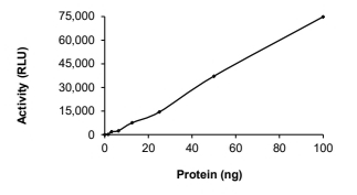 CDK7 & Cyclin H1 Protein, Human, Recombinant (His)