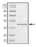 ACVR2A Protein, Human, Recombinant (aa 161-513, His)