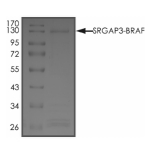 SRGAP3-BRAF Protein, Human, Recombinant (GST)
