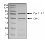 CDK2 & Cyclin A2 Protein, Human, Recombinant (GST)
