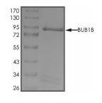 BubR1/BUB1B Protein, Human, Recombinant (GST)