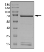 STK21/CIT Protein, Human, Recombinant (GST)