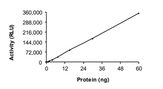 DYRK4 Protein, Human, Recombinant (GST)