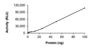 DCLK1 Protein, Human, Recombinant (aa 1-740, GST)