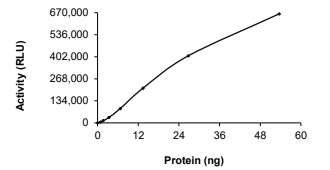 AURORA B, Human, Recombinant (GST)