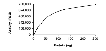 Chk1 Protein, Human, Recombinant (His)