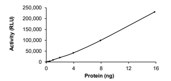 CHEK2 Protein, Human, Recombinant (His)