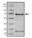 CCNK Protein, Human, Recombinant (GST)