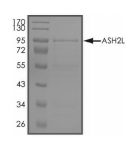 ASH2L Protein, Human, Recombinant (GST)