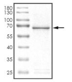 BMP2K Protein, Mouse, Recombinant (GST)