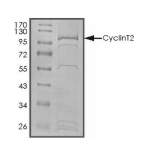 Cyclin T2/CCNT2 Protein, Human, Recombinant (GST)