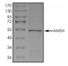 AMSH/STAMBP Protein, Human, Recombinant (His)