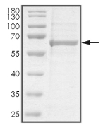 AKT2 Protein, Human, Recombinant (His)