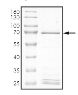 CLK4 Protein, Human, Recombinant (GST)