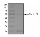 Cyclin E2, Human, Recombinant (GST)