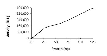 CDK9 & Cyclin T1 Protein, Human, Recombinant (GST)