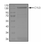 CYLD Protein, Human, Recombinant (GST)