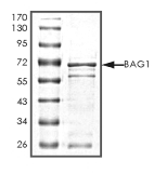 BAG1 Protein, Human, Recombinant (GST)