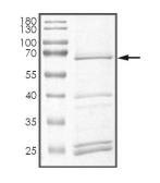CLK2 Protein, Human, Recombinant (GST)