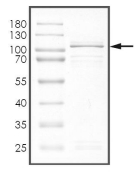 BRSK2 Protein, Human, Recombinant (GST)
