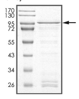 cIAP2/BIRC3 Protein, Human, Recombinant (GST)