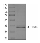 CRKL Protein, Human, Recombinant (His)