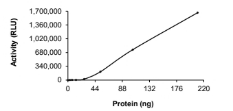 CDK4 & Cyclin D1 Protein, Human, Recombinant (GST)