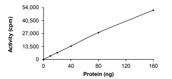 EEF2K Protein, Human, Recombinant (GST)
