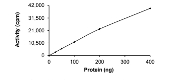 CAMKK2 Protein, Human, Recombinant (GST)