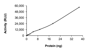 HER2/ERBB2 Protein, Human, Recombinant (GST)