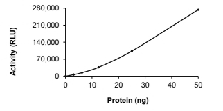 TPM1-ALK Protein, Human, Recombinant (GST)