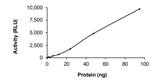 CASK Protein, Human, Recombinant (GST)
