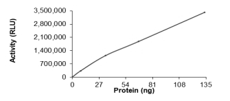 DGKA Protein, Rat, Recombinant (His)