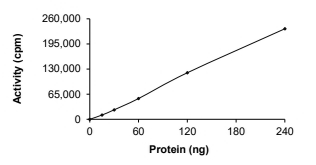 CDK2 & Cyclin E2 Protein, Human, Recombinant (GST)
