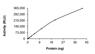 Eif2ak3 Protein, Human, Recombinant (GST)