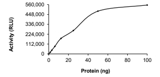 AKT2 Protein, Human, Recombinant (His)