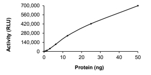 AURORA A, Human, Recombinant (GST)