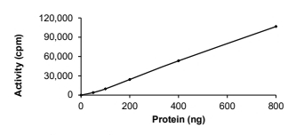 CAMKK1 Protein, Human, Recombinant (GST)