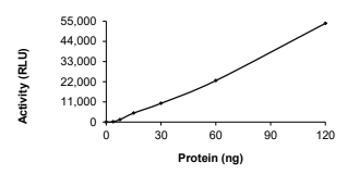 CHUK/IKK alpha Protein, Human, Recombinant (GST)