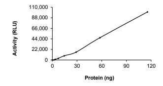 ALK-2/ACVR1 Protein, Human, Recombinant (GST)