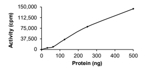 DCLK1 Protein, Human, Recombinant (aa 1-740, His)