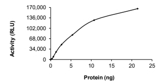 KIAA1549-BRAF Protein, Human, Recombinant (GST)