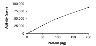 ALK-1 Protein, Human, Recombinant (GST)